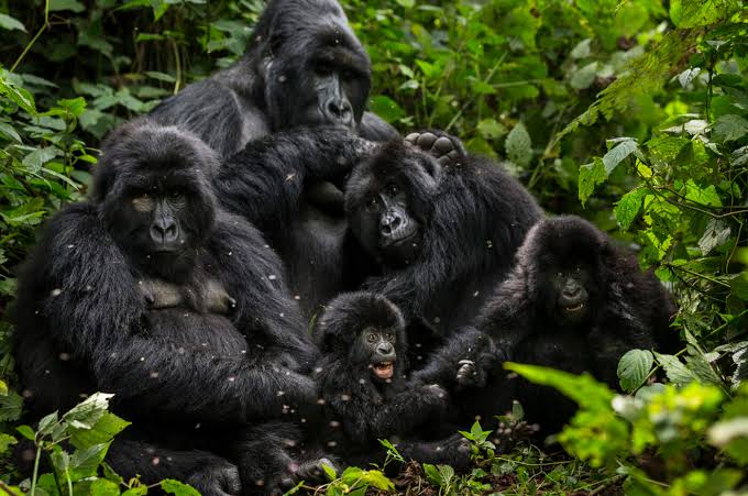 Mountain gorillas in Bwindi, Uganda — Cheapest Time for Gorilla Trekking