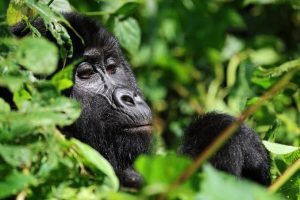 Uganda gorilla and wildlife safari with PrideMark Safaris
