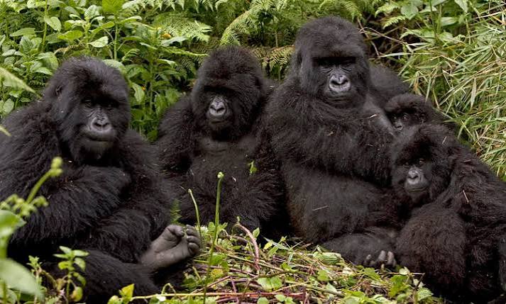 Mountain gorilla families depend on complex social relationships.