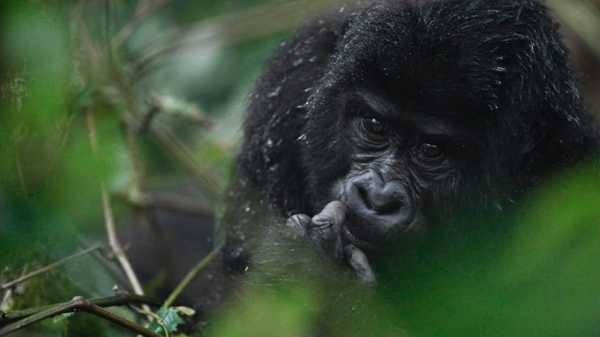 Uganda Gorilla Trekking Tours