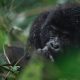 Uganda Gorilla Trekking Tours