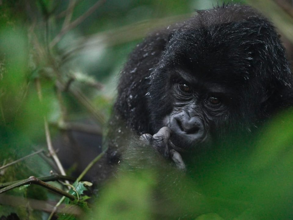 Uganda Gorilla Trekking Tours