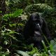 Silverback mountain gorilla in its natural forest habitat during a Uganda gorilla trekking safari