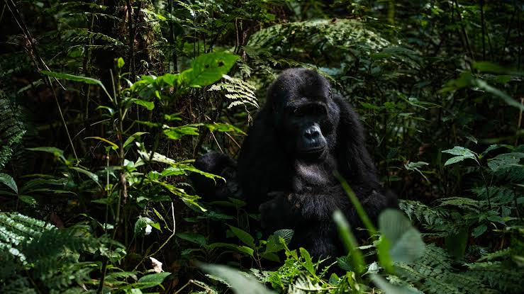 Silverback mountain gorilla in its natural forest habitat during a Uganda gorilla trekking safari