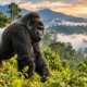 Silverback mountain gorilla overlooking Uganda's misty rainforest during a gorilla trekking adventure.