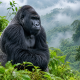 What Happens When a Silverback Gorilla Dies?