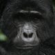 Cheapest Time to Visit Uganda