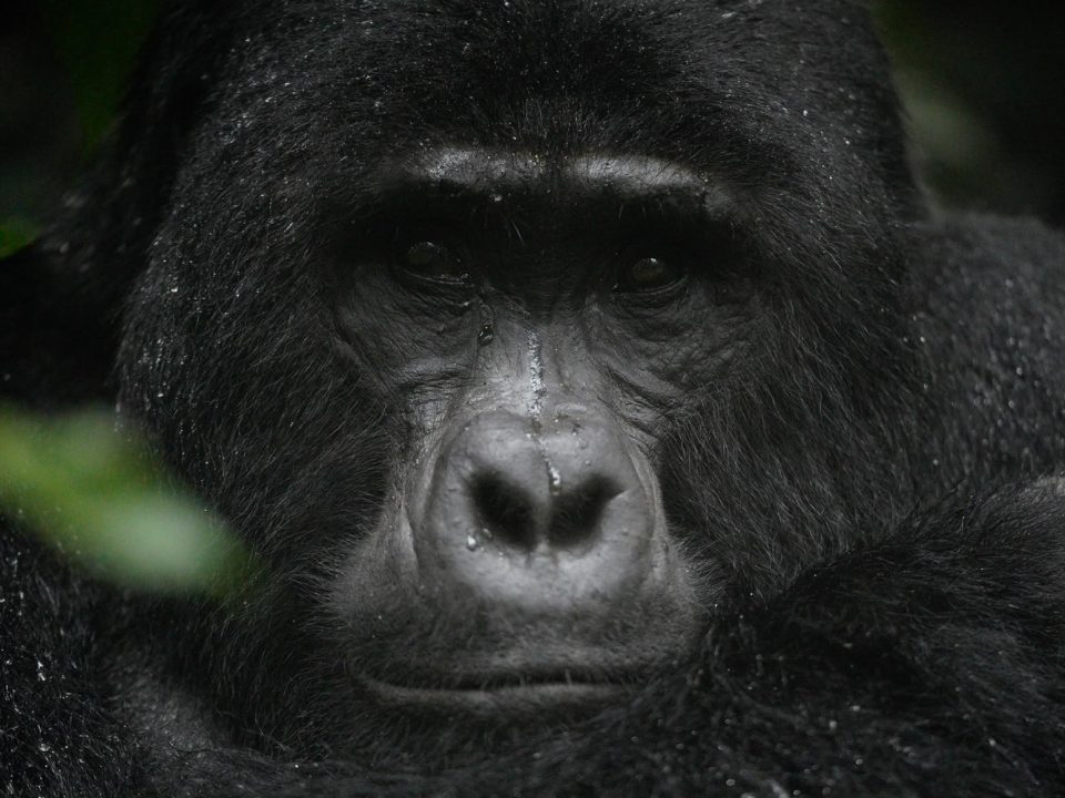 Cheapest Time to Visit Uganda