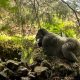 Uganda vs Rwanda Gorilla Trekking