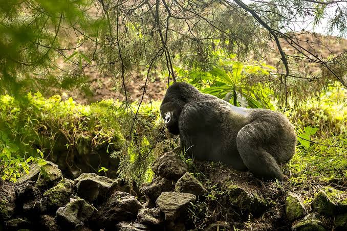 Uganda vs Rwanda Gorilla Trekking