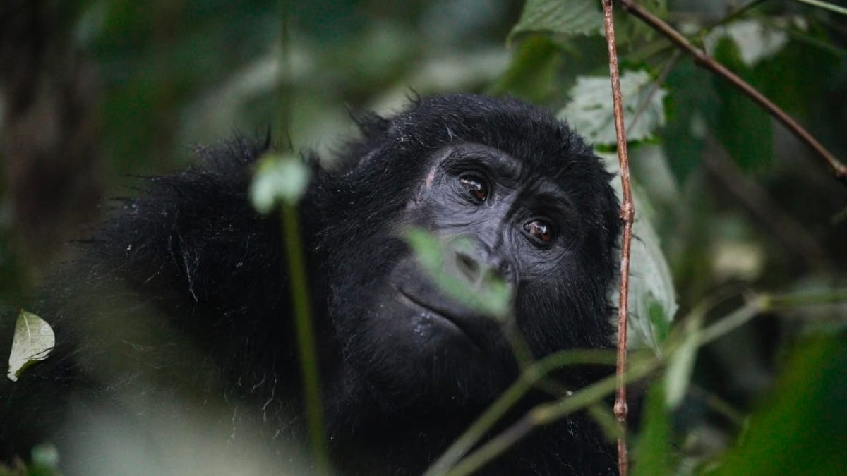 What Do Mountain Gorillas Eat?
