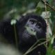 What Do Mountain Gorillas Eat?