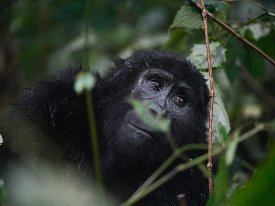 What Do Mountain Gorillas Eat?