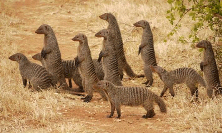 White-Tailed-Mongoose, one of the noctunals on safaris 