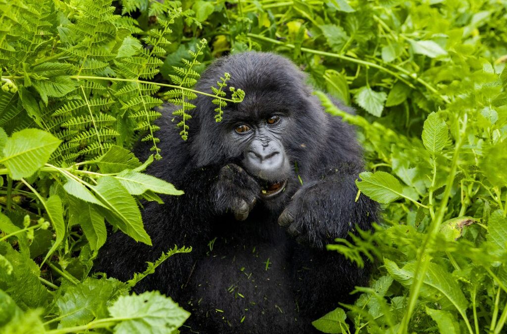 Young Mountain Gorilla Leaves Its Family