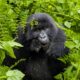 Young Mountain Gorilla Leaves Its Family