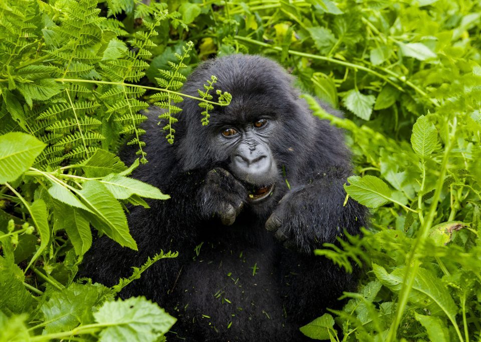 Young Mountain Gorilla Leaves Its Family