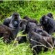 a day in the life of a mountain gorilla