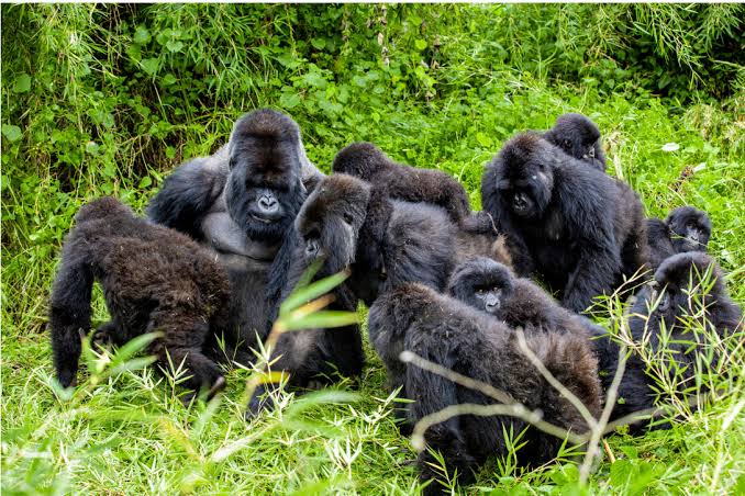 a day in the life of a mountain gorilla