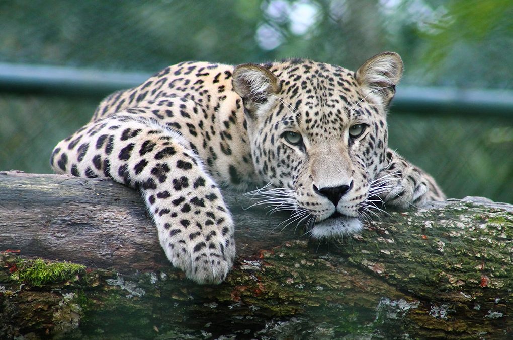 a leopard on an african safari, one of the noctunals