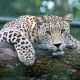a leopard on an african safari, one of the noctunals