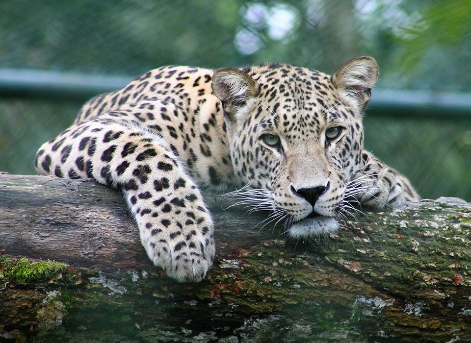 a leopard on an african safari, one of the noctunals