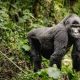 A Mountain Gorilla In Bwindi Impenetrable National Park
