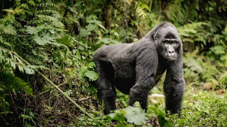 A Mountain Gorilla In Bwindi Impenetrable National Park