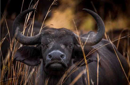 An african buffalo in the wild 