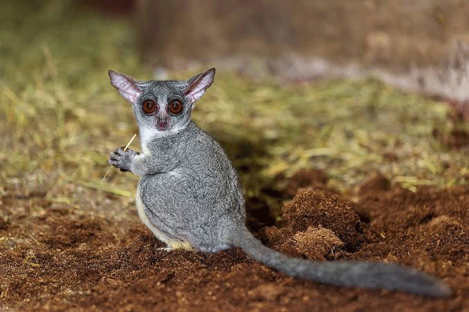 animals you can spot in the night 