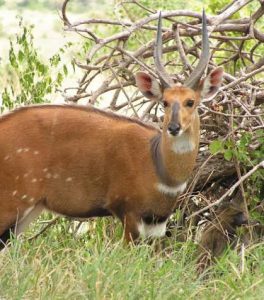 Bushbuck seen on Uganda wildlife safari