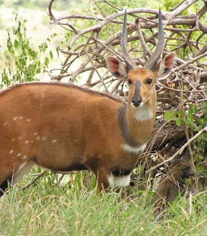 BushBuck on an African safari
