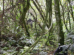 Dense tropical rainforest vegetation illustrating mountain gorilla habitat in Uganda