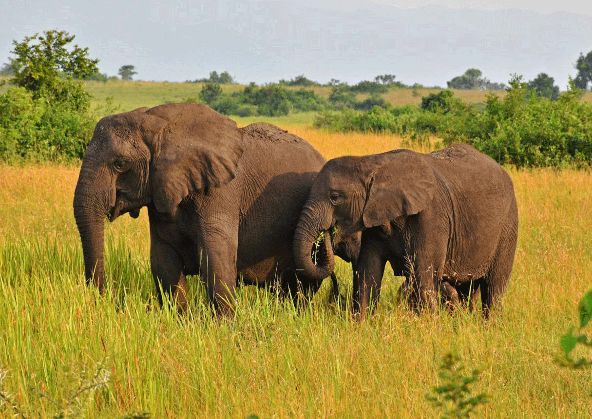 Uganda safari for $2000