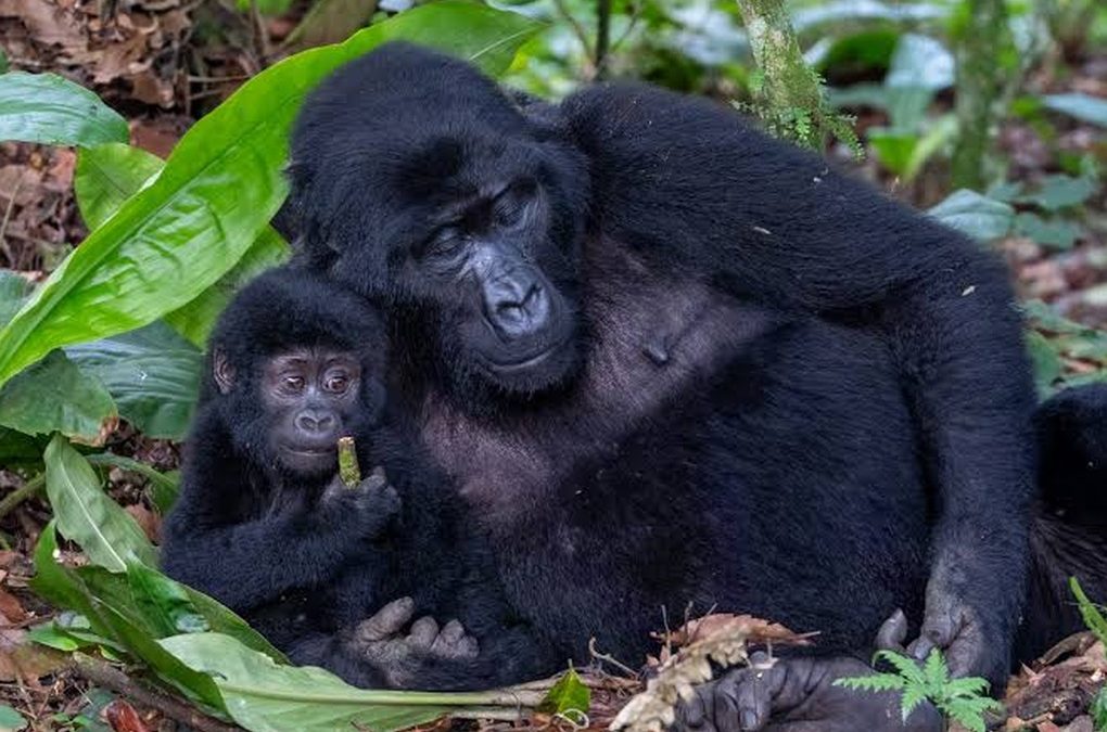 female mountain gorilla with cub