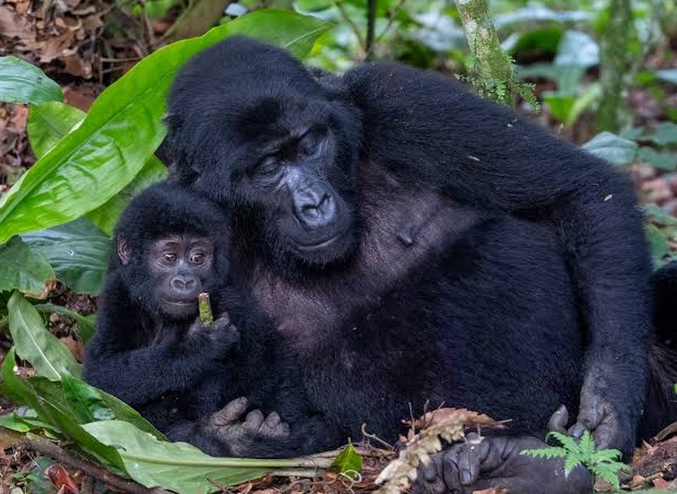 female mountain gorilla with cub