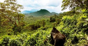 Mgahinga Gorilla National Park Uganda gorilla trekking tours