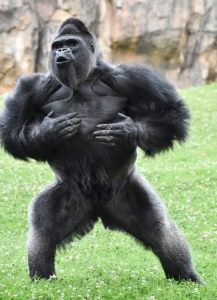 Affordable Uganda Safari for Families