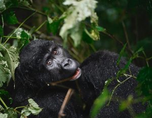 Mountain gorilla family seen during a Uganda family safari