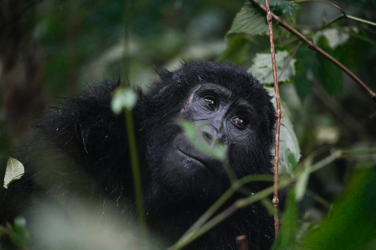 mountain gorilla research
