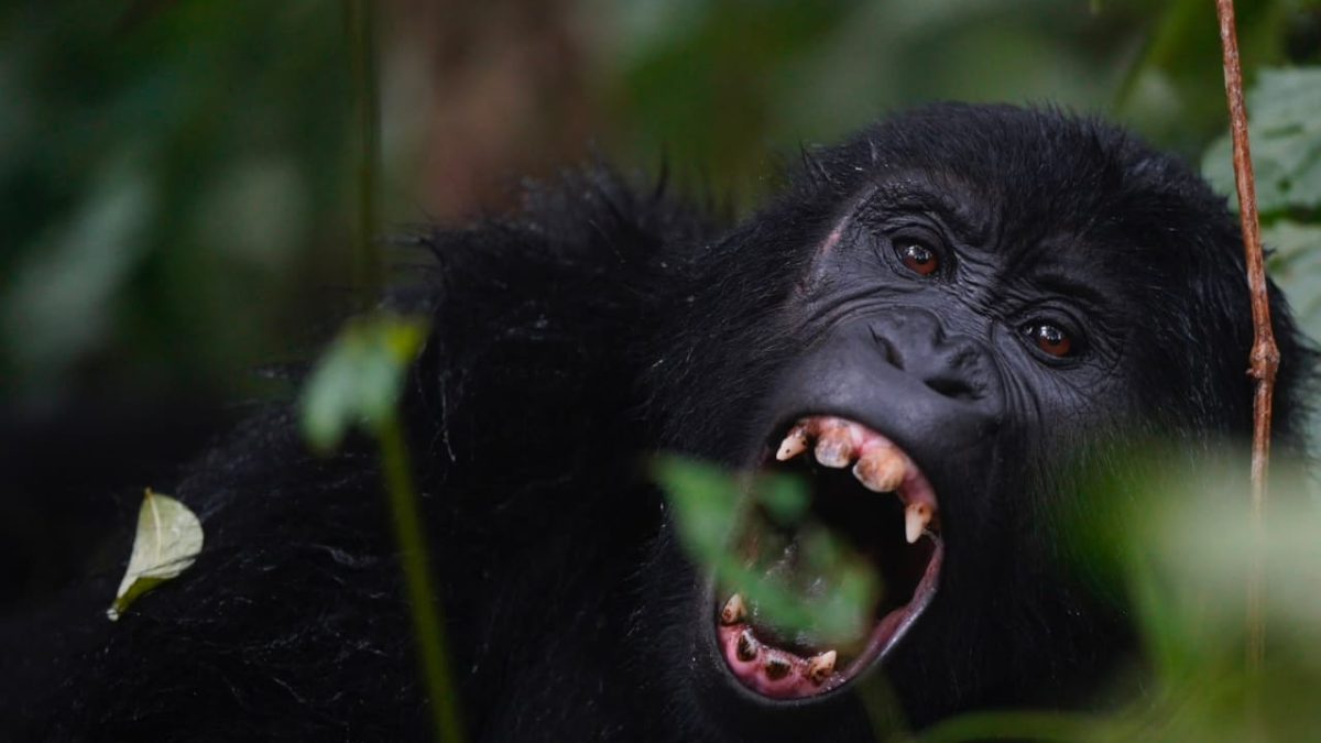 what happens to gorillas after tourists leave