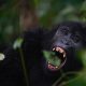what happens to gorillas after tourists leave