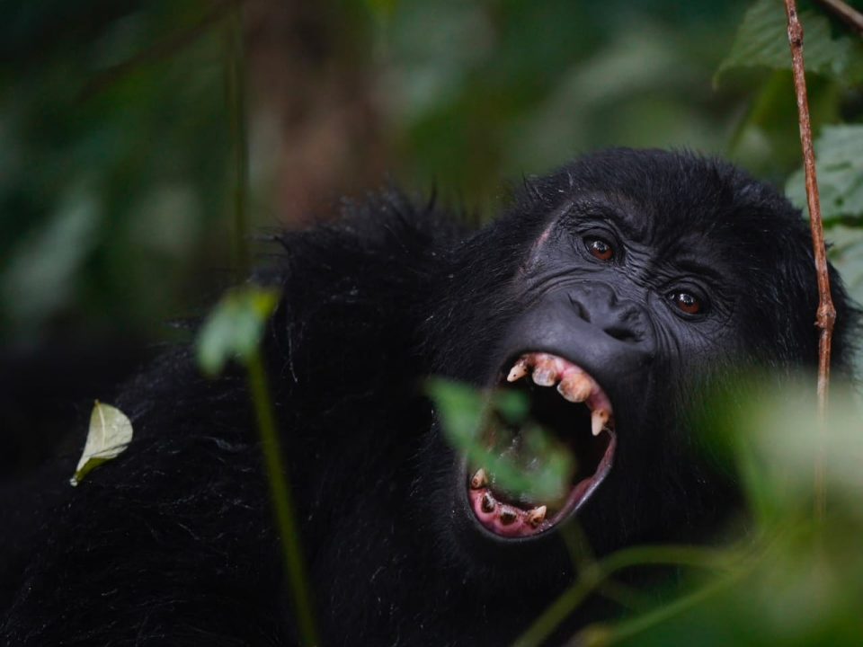 what happens to gorillas after tourists leave