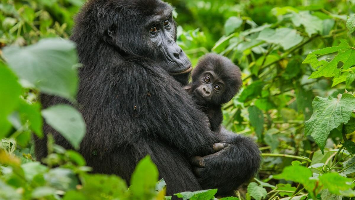Request a particular gorilla family in Bwindi