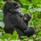 Request a particular gorilla family in Bwindi