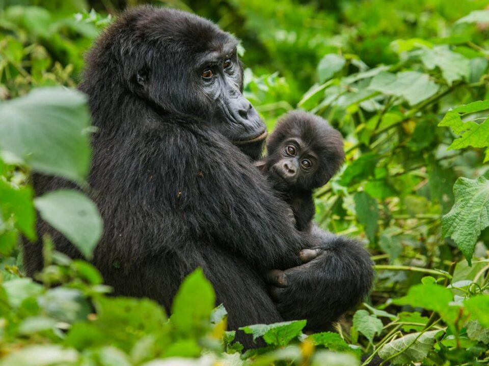 Request a particular gorilla family in Bwindi