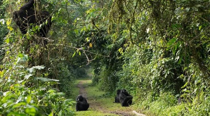 Mountain Gorilla Hiking Trails