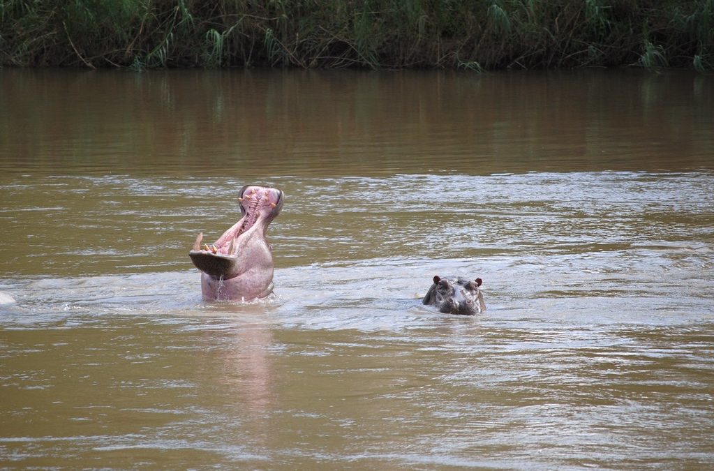 hippos at their first habitat