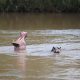hippos at their first habitat