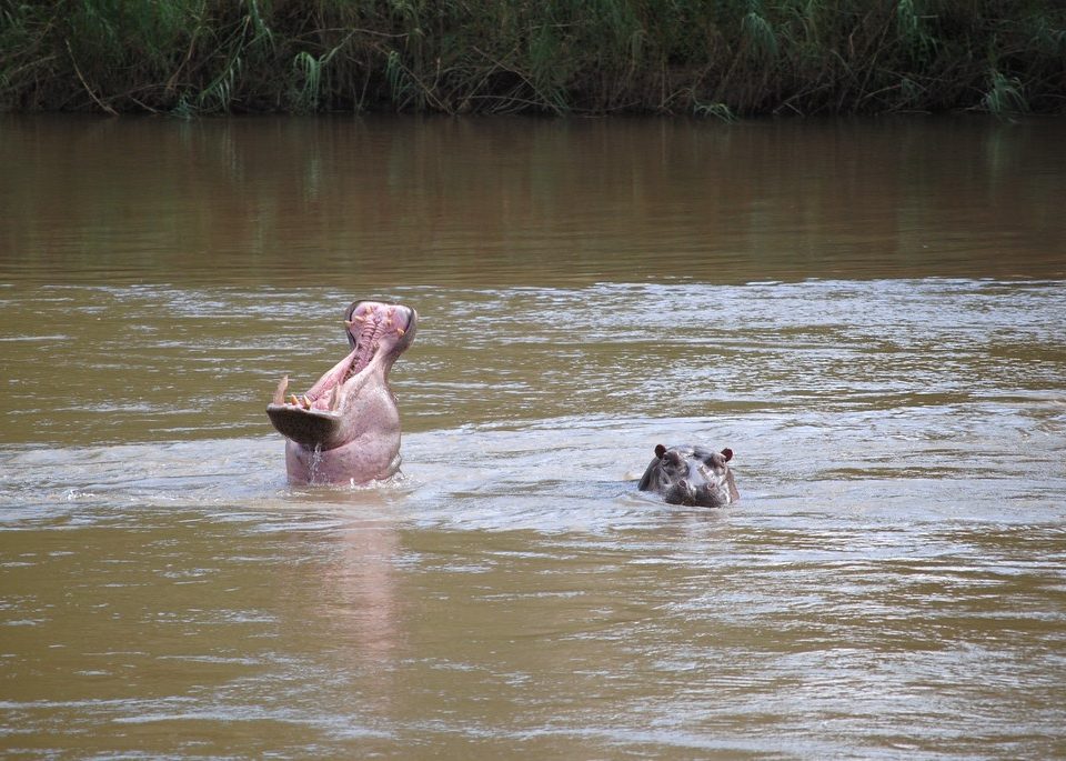 hippos at their first habitat